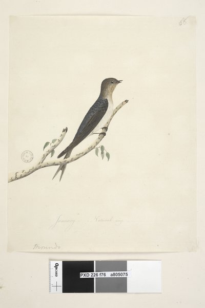 Page 76. Hirundo. at lower centre in different hand January Natural size Welcome Swallow Hirundo neoxena, 1791-92 by Unknown artist