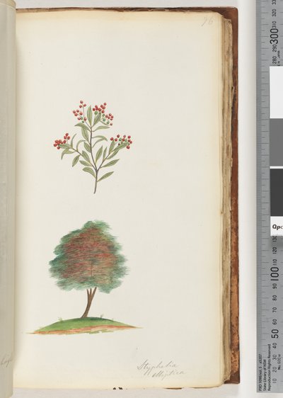 Page 76. Tree Broom Heath by Unknown artist
