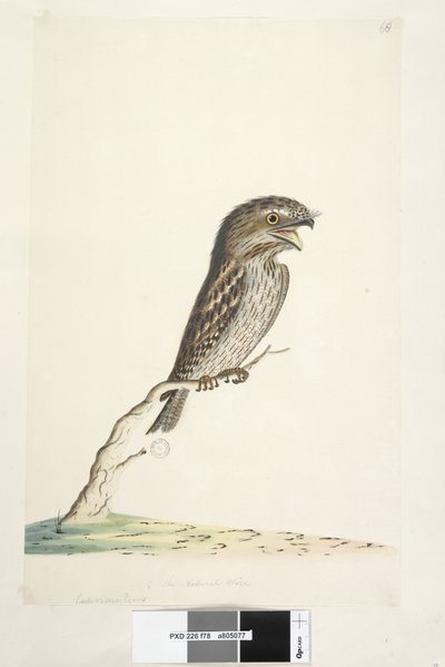 Page 78. Caprimulgus. at lower centre in different hand 1/2 the natural size Tawny Frogmouth Podargus strigoides, 1791-92 by Unknown artist