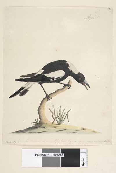 Page 7. Barita. Following Title in Different Hand 1/2 the Natural Size. Another Note in a Third Hand, Reads This Bird Has a Very Uncommon and Not Unpleasant Note. Black-Backed Magpie Gymnorhina Tibicen, 1791-92 by Unknown artist