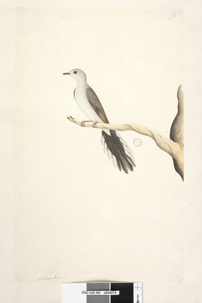 Natural Size Diamond Dove by Unknown artist