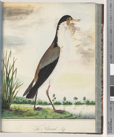 Masked Lapwing or Spur-winged Plover by Unknown artist