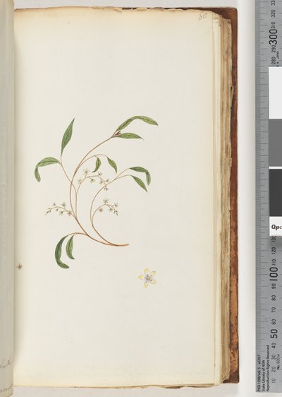 Page 80. Unidentified Plant by Unknown artist