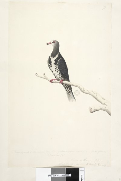Wonga Pigeon, 1791-92 by Unknown artist