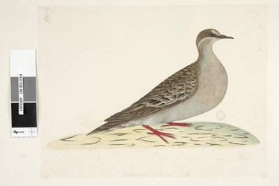 Page 82. Bronze Wing. Natural size Common Bronzewing Pigeon Phaps chalcoptera by Unknown artist