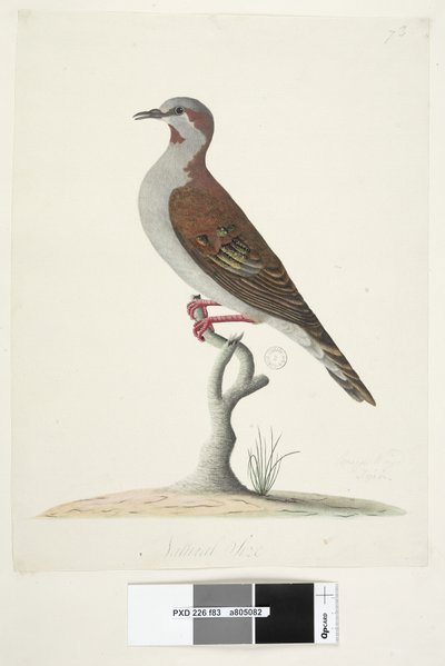Natural Size Brush Bronzewing Pigeon by Unknown artist