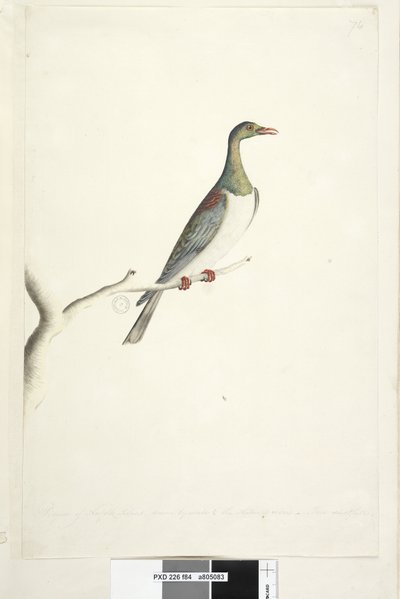Drawn to Half Size Norfolk Island Pigeon by Unknown artist