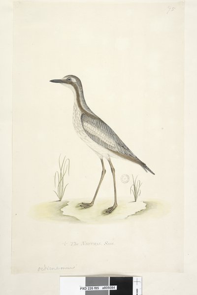 Southern Stone Curlew, 1791-92 by Unknown artist