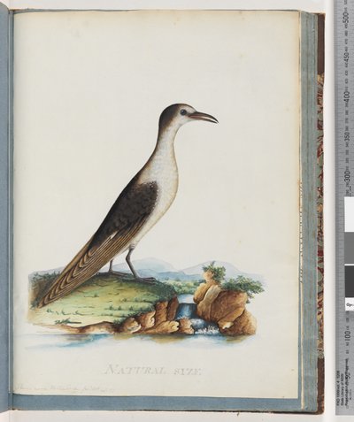 Page 85. Sooty Tern. Sterna novae Hollandae. New Holland Tern by Unknown artist