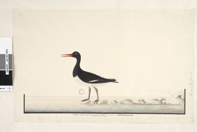 Hematopus by Unknown artist