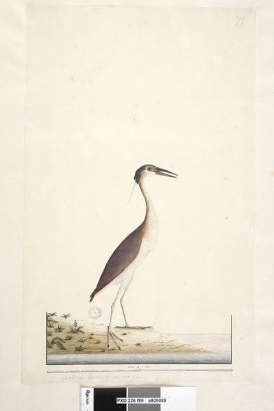Page 89. Ardea ..?.. Nankeen Night, Heron Nycticorax caledonicus by Unknown artist