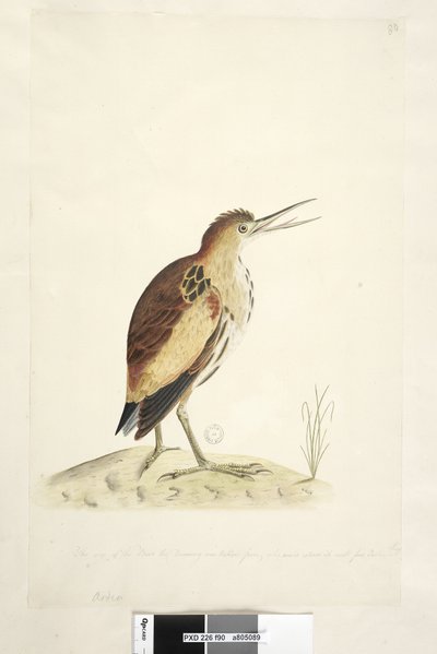 Little Bittern, 1791-92 by Unknown artist