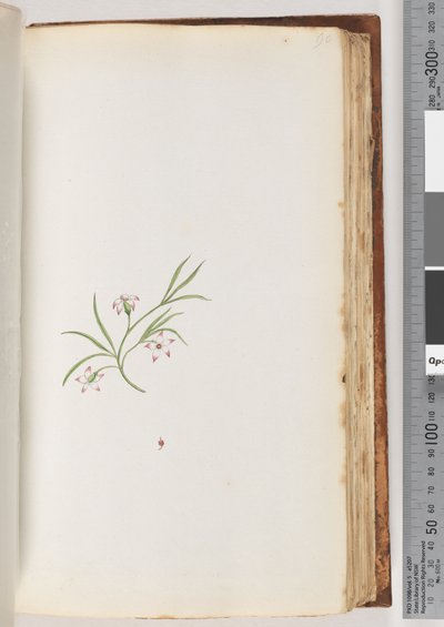 Unidentified Plant by Unknown artist