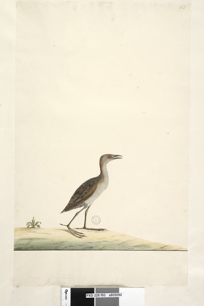 Marsh Crake by Unknown artist