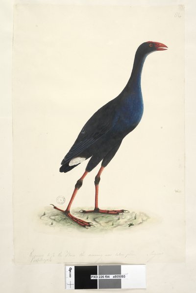 Page 94. Porphyrio. Reduced to 1/2 the bird the drawing was taken from. August Eastern Swamp Hen Porphyrio porphyrio Porphyrio melanotus by Unknown artist