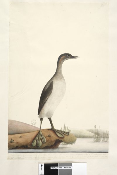 Page 95. Podicepha. Along Lower Edge in Different Hand September. Natural Size of the Bird, the Feathers are of a Very Fine Texture Particularly Those on the Breast Which Have a Shining Silky Appearance, Seldom Flies More Than 50 or 60 Yards. The Wing Has by Unknown artist
