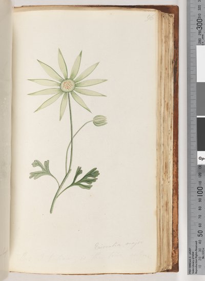 Page 96. Eriocalia major. This I believe is the true colour by Unknown artist