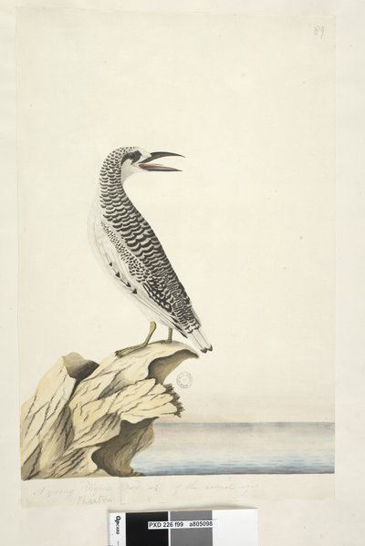 Page 99. Phaeton. A young Tropic Bird, Red-Tailed Tropicbird Phaethon rubricauda, 1791-92 by Unknown artist