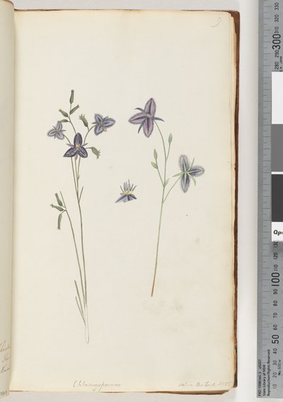 Page 9. Chlamysporum Sal. in Par Lond. No. 35 by Unknown artist