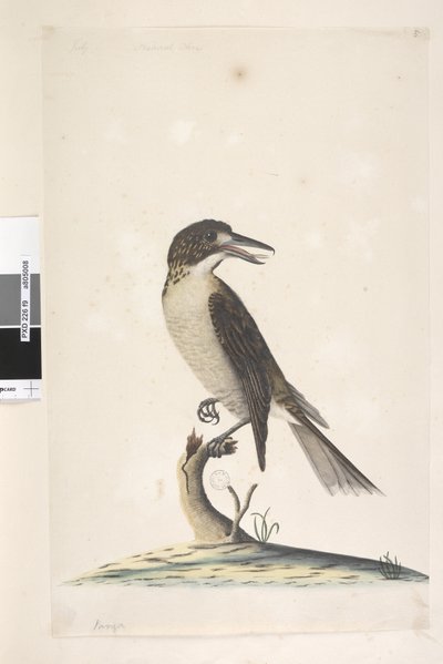 Grey Butcher Bird (female), 1791-92 by Unknown artist