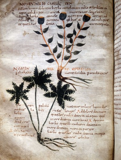 Page of the manuscript of Apulee (Lucius Apuleius) (ca. 125-ca. 180), 