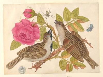 Pair of Brown Birds on Rose Stem with Butterfly and Spider by Unknown artist