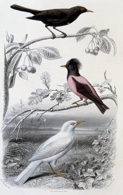 Plate of Natural History: Blackbird, White Blackbird, and Pink Blackbird - in 