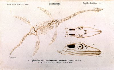 Plesiosaur from the Universal Dictionary of Natural History by Unknown artist