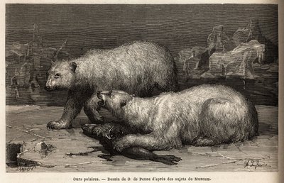 Polar Bears on the Ice Pack, Beating a Seal They Just Caught. Engraving to Illustrate the Voyage to the Free Sea of the Arctic Pole, by Doctor Hayes, Surgeon of the United States Navy, in 1860-1862, Published in Le Tour du Monde, Nouveau Journal des Voyage by Unknown artist