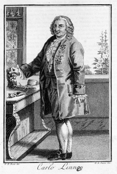 Portrait of Carl Von Linné, Swedish naturalist and writer (1707 - 1778). Engraving of the 19th century by Unknown artist