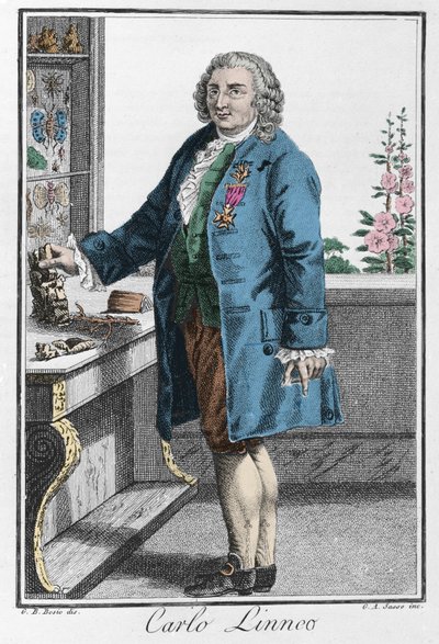 Portrait of Charles Linnaeus (Carl von Linné, Linnaeus) by Unknown artist