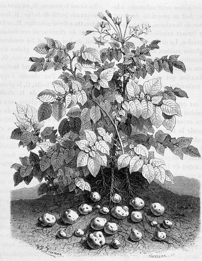 Potato and Starchy Tubers of Its Roots by Unknown artist