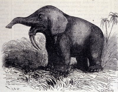 Prehistory: representation of a Dinotherium, type of pachyderm by Unknown artist