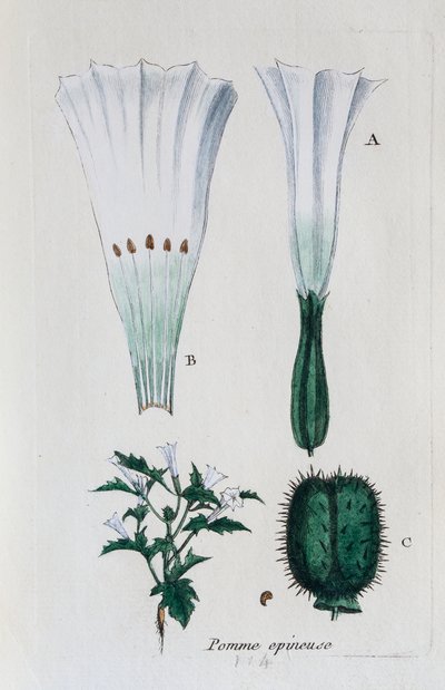 Prickly Apple (Datura, Common Jimsonweed) by Unknown artist