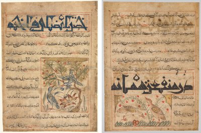 Qualities of Ringdoves (recto); On the Benefits of Quails (verso), from a Persian Manafi