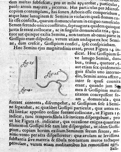Representation of a Fruit Tree Seed by Antoine van Leeuwenhoek by Unknown artist