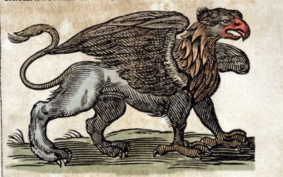 Representation of a griffon, fantastic creature half eagle half lion. Engraving from a work by Athanasius Kircher (1601 - 1680), Jesuit, orientalist and scholar. by Unknown artist