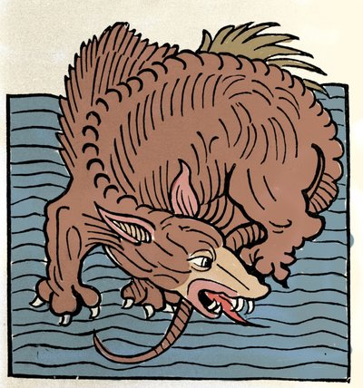 Representation of a marine monster. Engraving from Hortus Sanitatis by Unknown artist