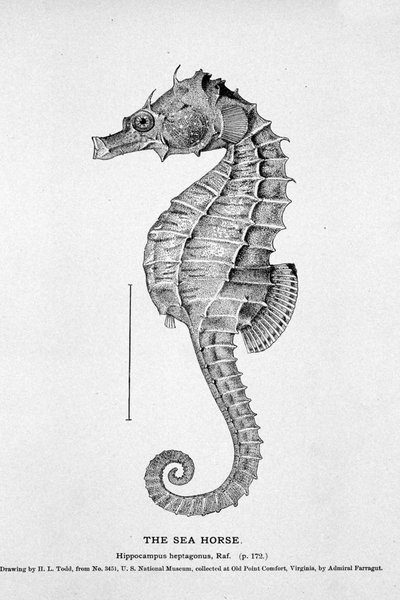 Representation of a Seahorse (Hippocampus Heptagonis), Natural History Board of the 19th Century by Unknown artist