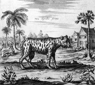 Representation of a tiger, engraving of 