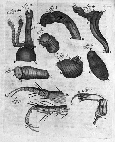 Representation of charancons (curculiones lupi). Study of Dutch trader and naturalist Antoine van Leeuwenhoek (1632-1723). Engraving from 