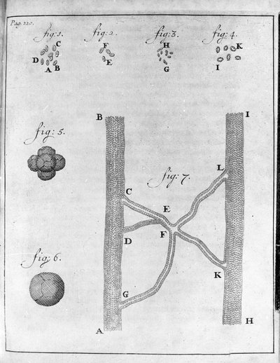 Representation of red blood cells of salmon and turbot. Study by the Dutch trader and naturalist Antoine van Leeuwenhoek (1632-1723). Engraving from Epistolae ad Societatem Regiam Angliam 17 by Unknown artist