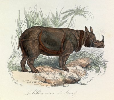 Asian Rhinoceros Classified by Linnaean Nomenclature & Cuvier (engraving) by Unknown artist