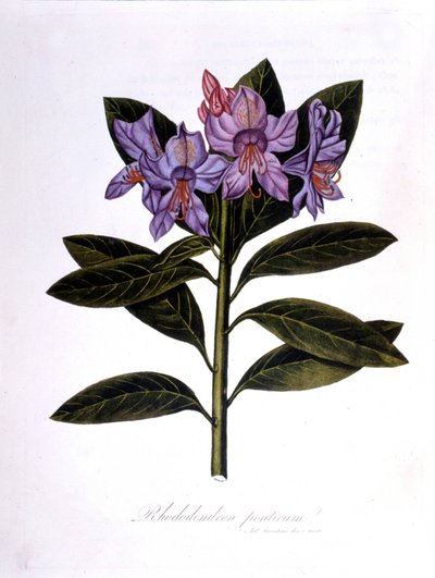 Rhododendron (Rhododendrum Pontium) by Unknown artist