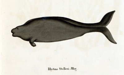 Rhytina Stelleri also called marine cow Steller, specimen disappeared in the 18th century. by Unknown artist