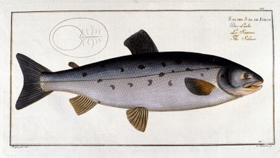 Salmon (Salmo salar) by Marc Elieser Bloch Ichtyologie Paris - Berlin - London 1787 by Unknown artist