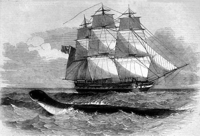 Sea monster: appearance of a sea snake on the Daedalus frigate road in 1848. Engraving of the 19th century by Unknown artist