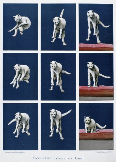 Series of frames of a cat falling, c.1895 by Unknown artist
