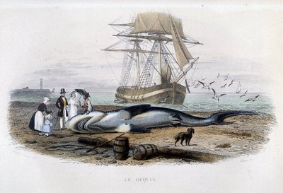 Shark Fishing - in "Histoire naturelle de Lacépède" by Unknown artist
