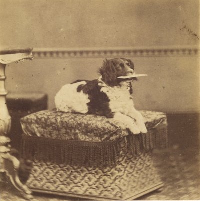 [Sitting Dog with a Bundle in its Mouth] by Unknown artist